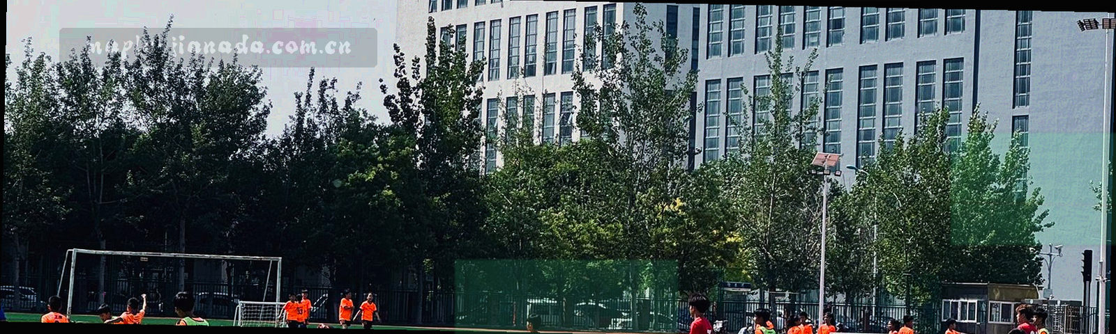 秋末枫叶林的低饱和俯视画面，色调偏冷偏灰